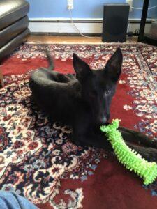 Happy Tail: Avery 1 Avery