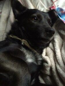 Happy Tail: Desi (formerly Buddy Saint) 2 Buddy2