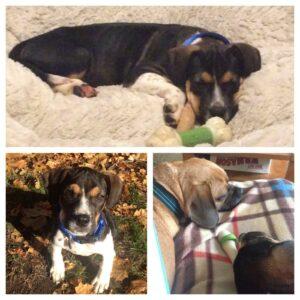 Happy Tail: Cooper (formerly Pickles) 1 Cooper1
