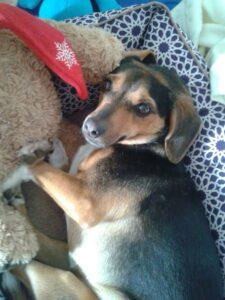 Happy Tail: Lucy (Luceille) 1 Lucy