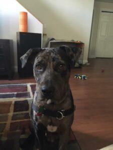 Phoebe1