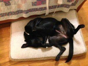 Happy Tail: Trixie 1 Trixie1