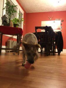 Happy Tail: Bergy (formerly Freckles) 1 Bergy11