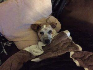 Happy Tail: Bergy (formerly Freckles) 3 Bergy13