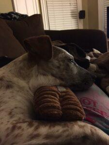 Happy Tail: Bergy (formerly Freckles) 4 Bergy14