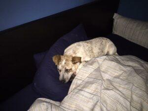 Happy Tail: Bergy (formerly Freckles) 5 Bergy15