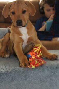 Happy Tail: Chance (formerly Oscar the Grouch) 3 Chance1
