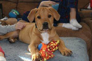 Happy Tail: Chance (formerly Oscar the Grouch) 2 Chance2