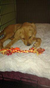 Happy Tail: Chance (formerly Oscar the Grouch) 7 Chance6