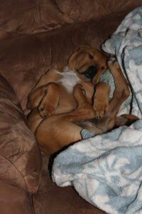 Happy Tail: Chance (formerly Oscar the Grouch) 6 Chance7