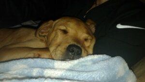 Happy Tail: Chance (formerly Oscar the Grouch) 4 Chance9