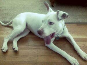 Happy Tail: Dominic 1 Dominic1