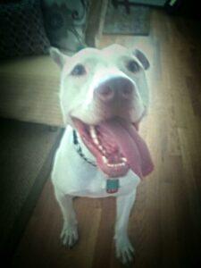 Happy Tail: Dominic 2 Dominic2