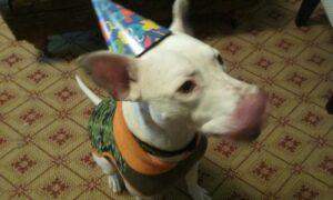 Happy Tail: Dominic 3 Dominic3