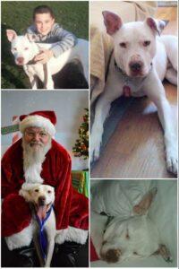 Happy Tail: Dominic 4 Dominic4