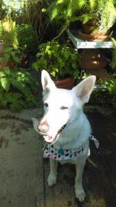 Happy Tail: Lily (fomerly Ivanka) 2 Lily1