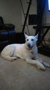 Happy Tail: Lily (fomerly Ivanka) 1 Lily2