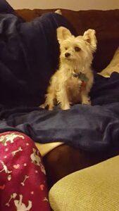 Happy Tail: Radar (formerly Monte Carlo) 2 Radar2