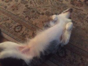 stretched out