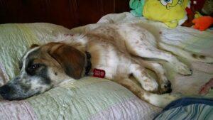 Sadie1