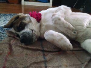 Sadie4