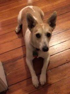 Happy Tail: Ziggy (formerly Zeus) 2 ziggy2