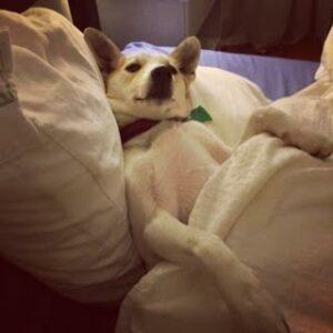 Happy Tail: Ziggy (formerly Zeus) 3 ziggy3