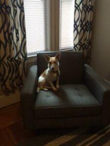 Happy Tail: Ziggy (formerly Zeus) 4 ziggy4