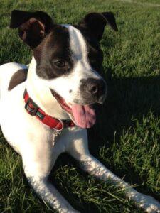 Happy Tail: Mia 4 Mia1