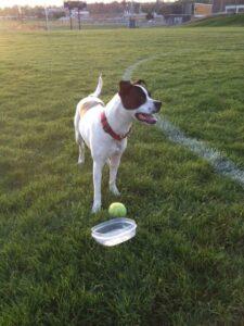 Happy Tail: Mia 3 Mia2