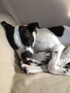 Happy Tail: Mia 2 Mia3