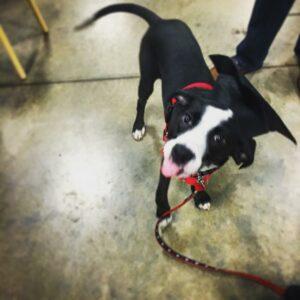 Happy Tail: Jack (formerly Neo Newark) 1 NeoNewark2
