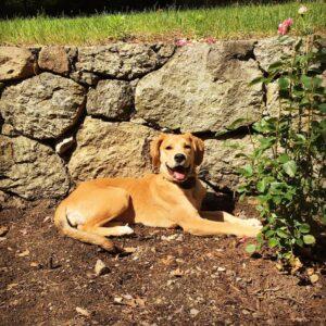 Happy Tail: Nola (formerly Clara Angel) 5 Nola1
