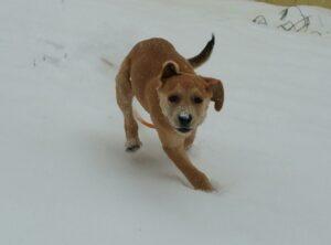Happy Tail: Nola (formerly Clara Angel) 4 Nola2