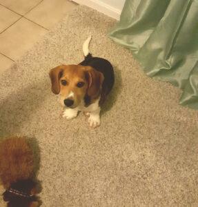 Happy Tail: Ryder 3 Ryder13
