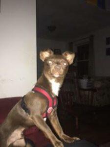 Happy Tails: Momo (formerly Buddy Boo) 3 Momo3