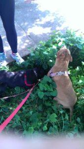 Happy Tail: Miss Cassia 6 cassia1