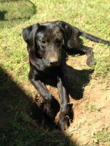 Happy Tail: Miss Cassia 5 cassia6