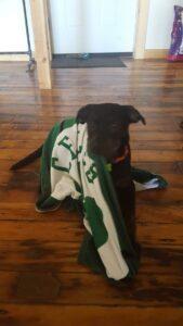 Happy Tail: Bailey 4 bailey1