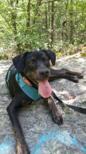 Happy Tail: Bailey 5 bailey2