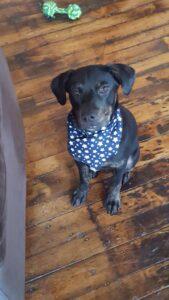 Happy Tail: Bailey 1 bailey3