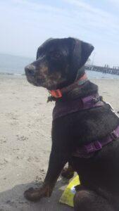 Happy Tail: Bailey 2 bailey4