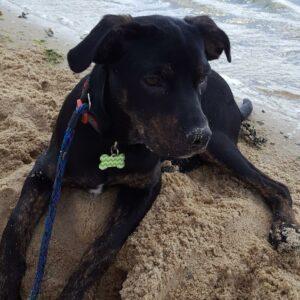 Happy Tail: Bailey 3 bailey6