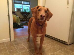 Happy Tail: Sadie (formerly Snooks) 1 sadie1