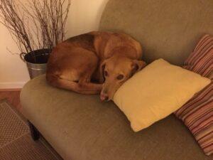 Happy Tail: Sadie (formerly Snooks) 2 sadie2