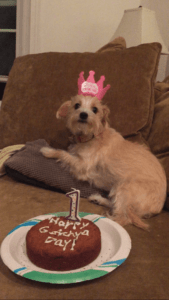 piper
