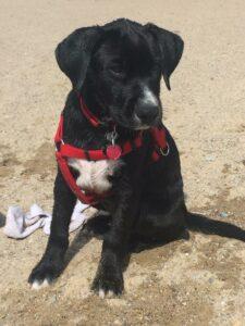 Happy Tail: Felix (formerly Quinnah) 2 felix1