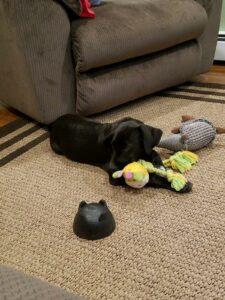 Happy Tail: Gus (formerly Fletcher Findley) 3 fletcher3
