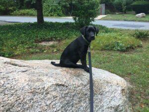 Happy Tail: Scuppy (formerly Ferris Findley Saint) 1 puppy