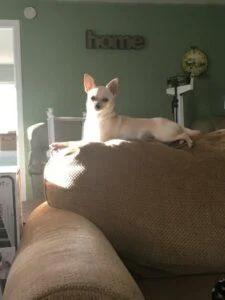 Happy Tails: Lainey (formerly Lani) 1